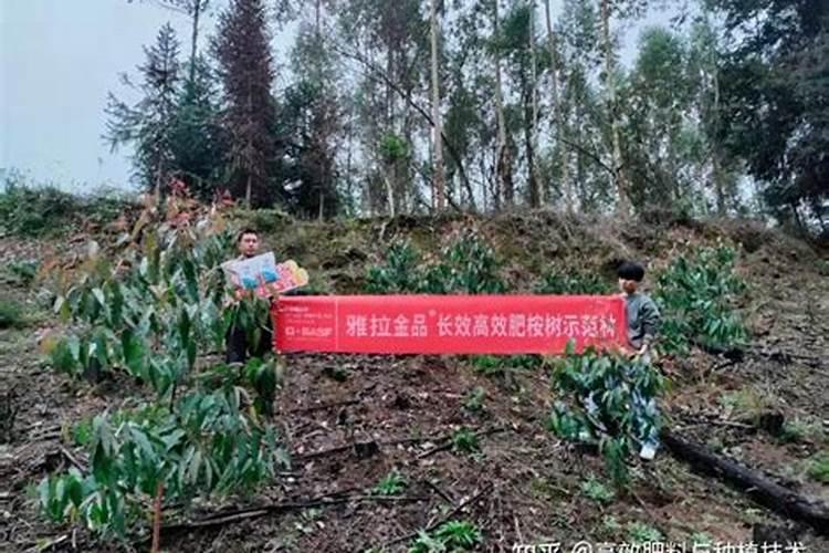 桉树用什么肥料最合适？