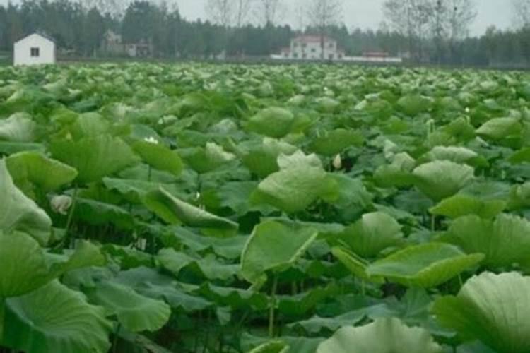 种藕用哪种肥料好