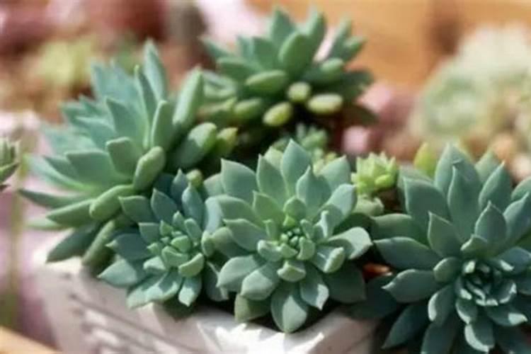 花多多是喷叶还是灌根