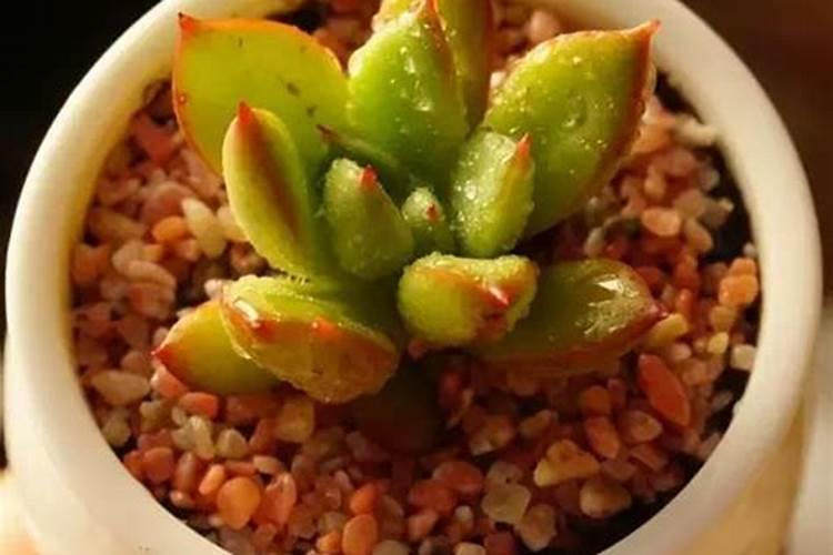 多肉施肥用什么肥料,如何给多肉施肥