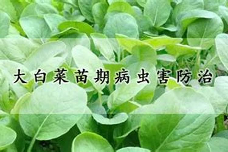 倒栽花是阴天好,还是晴天好？