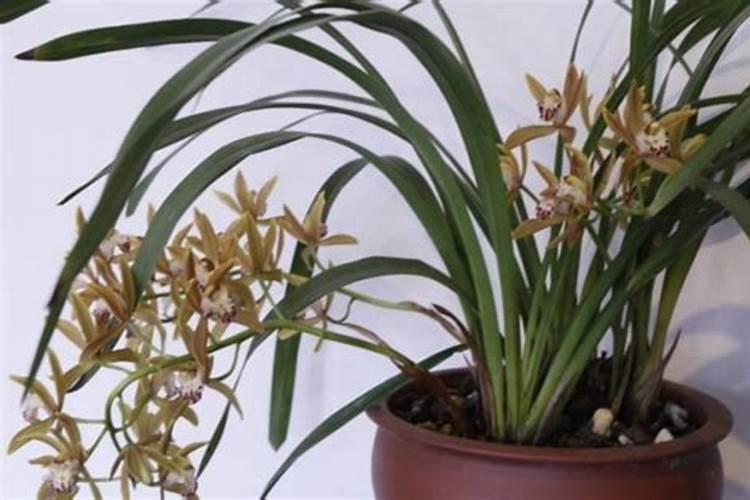 水过肥可以加量用光合细菌吗？