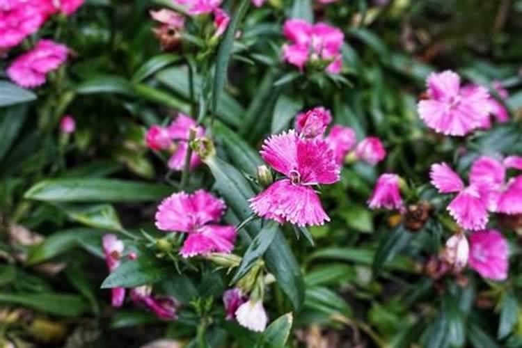 石竹花谢了怎么处理