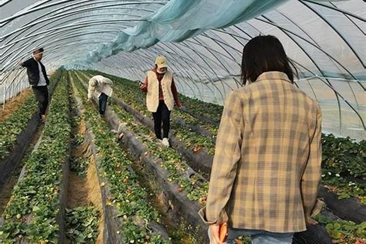 一般给草莓施什么肥最好