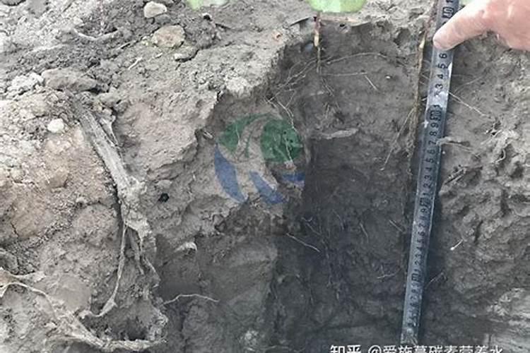 秸秆是什么东西