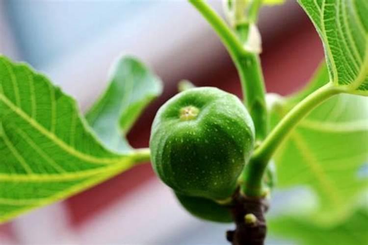 无花果用什么肥料最好