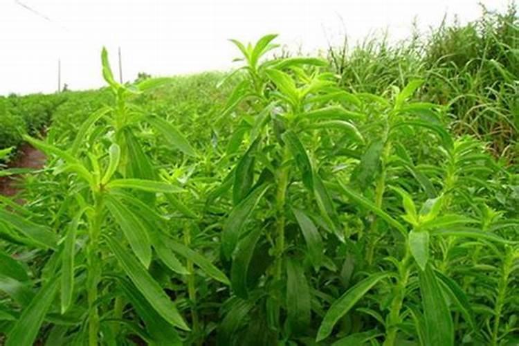 槟榔苗能不能浇水肥料