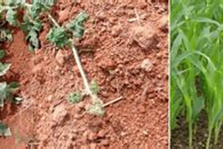 生石灰和那些肥料施果树