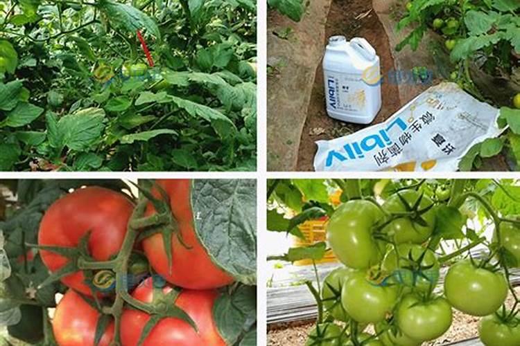 油炸过的鱼还有营养吗