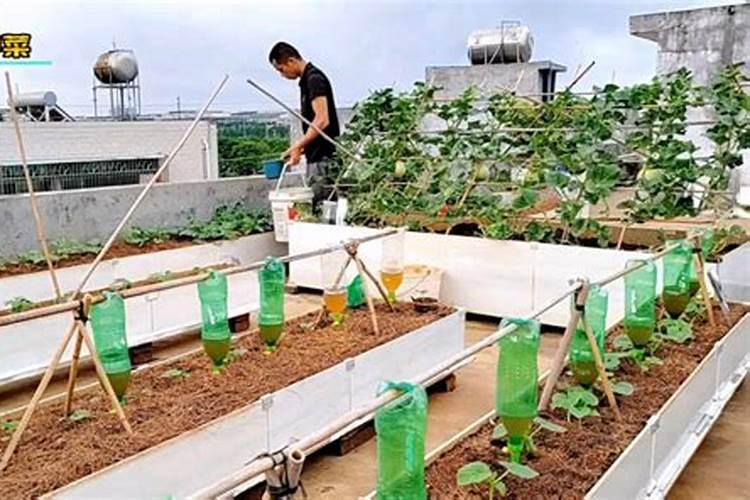 打瓜如果枝叶太过繁盛,怎么补救,因肥料滴的太勤,使打瓜长荒了百度知...