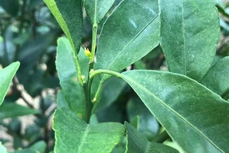 钼肥和硼肥可以一起用吗