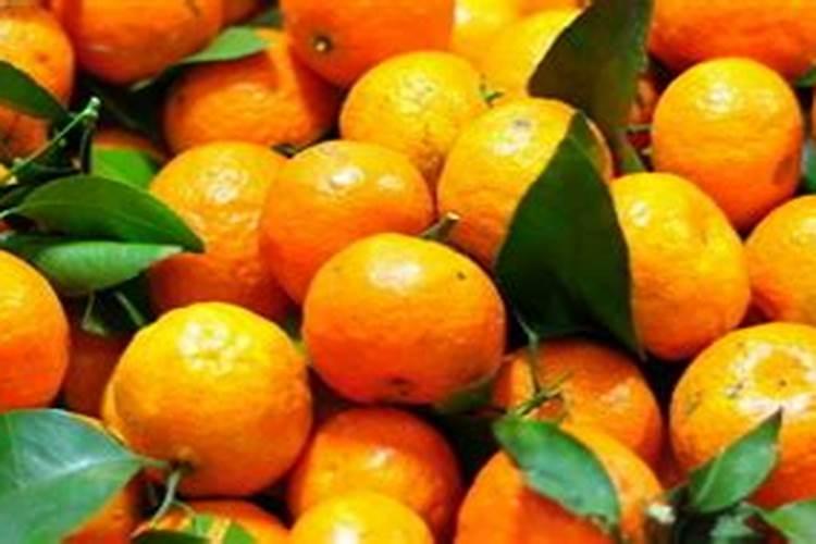 沙糖桔树苗怎么栽培 砂糖橘养殖方法