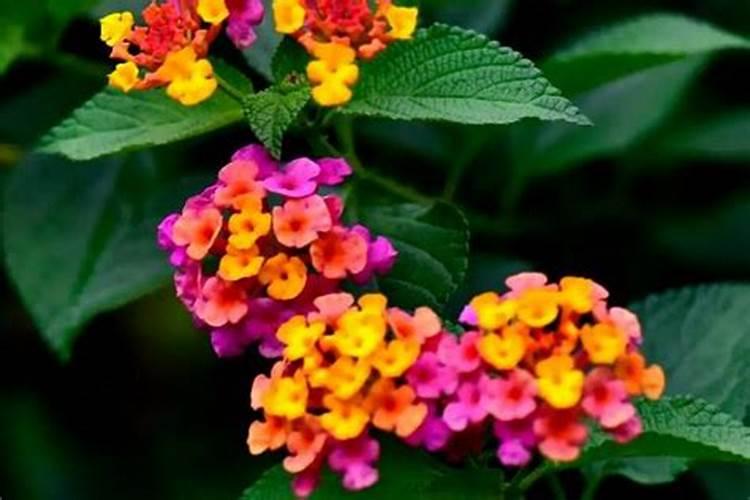 桂花上什么肥料开花多