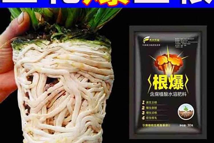 促进植物根发肓最好需要什么肥