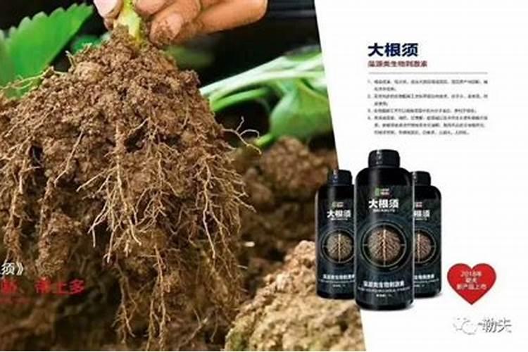 生根肥多久浇一次水