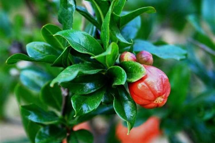 石榴花掉花苞什么原因 处理方法是什么