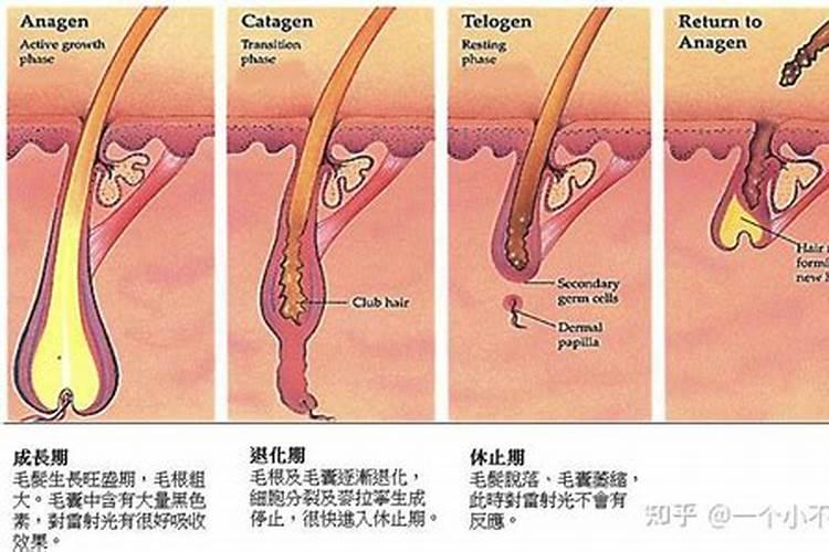 茶树多久浇一次水