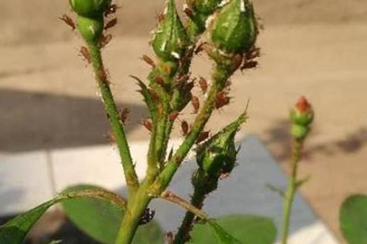 尿素里的纯度是指什么