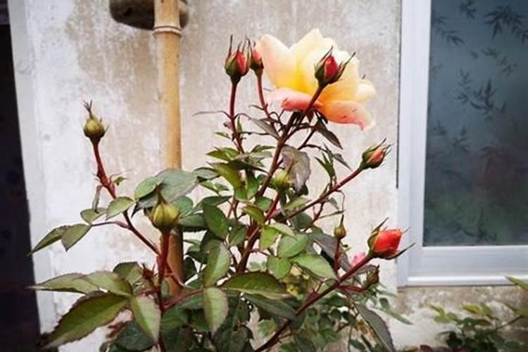 含钾最高的肥料有哪几种