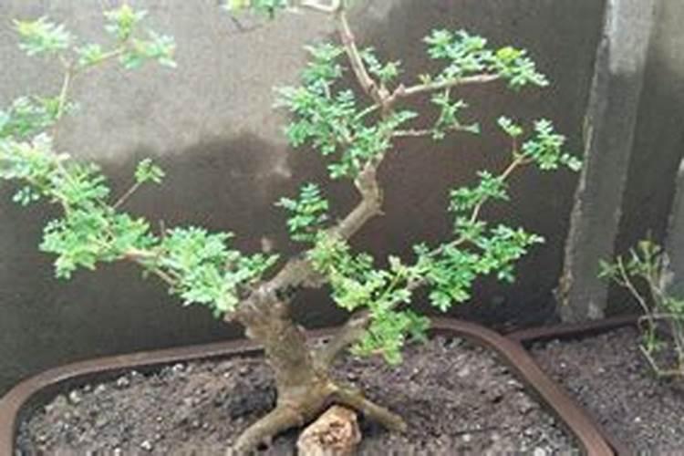 对节白蜡种植技术
