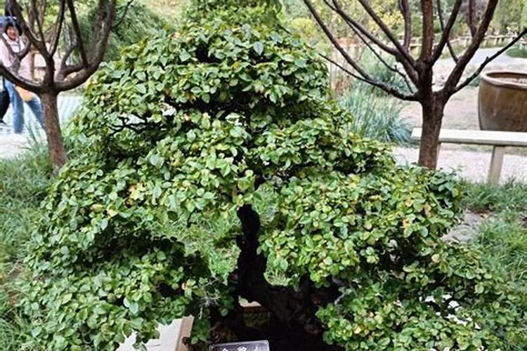 二氰蒽醌最佳复配搭档