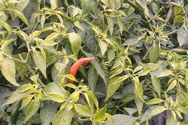 硫酸钾种小麦好吗