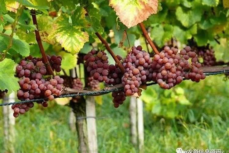 糖醇钙能喷施花生补钙吗