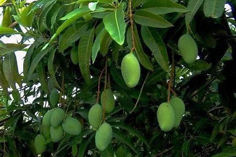 如何让芒果果实个头均匀？