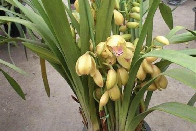 什么植物用来做肥料可以代替氮肥