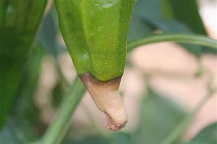 阴天鱼池可以用石灰消毒吗？