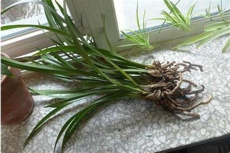 一般给草莓施什么肥最好