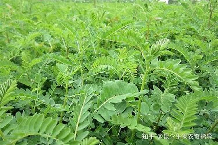 丹参的种植方法和技术与管理