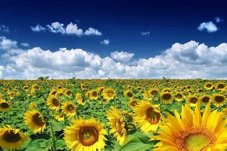 中国水溶肥十大品牌