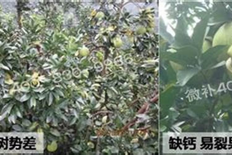 柚子树怎么施肥柚子树如何施肥