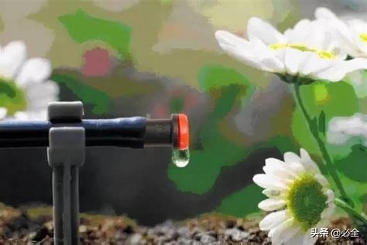 玫瑰花黄叶病的原因及治疗处理方法
