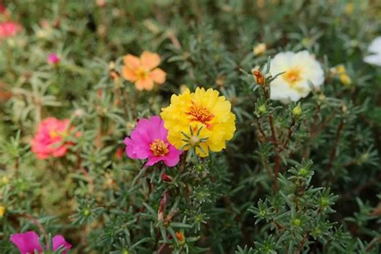 猪肉炖2小时以上脂肪可以改性是真的吗