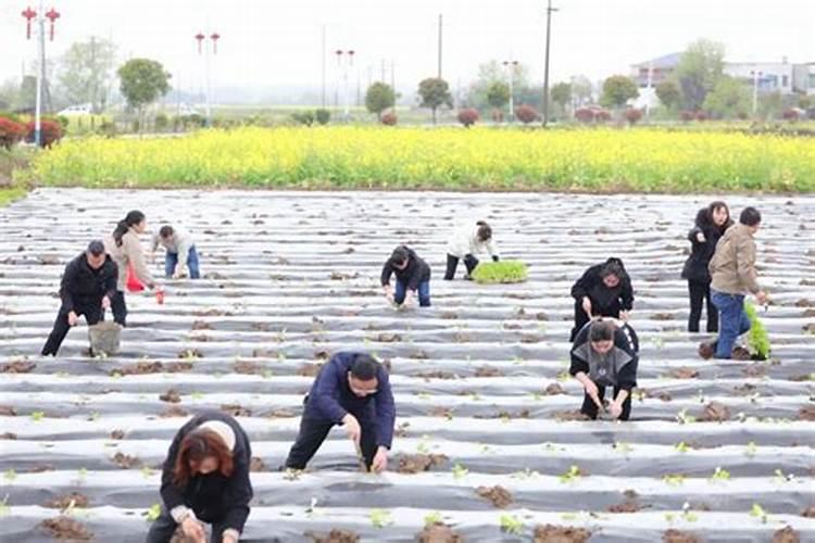 烟草打什么药好