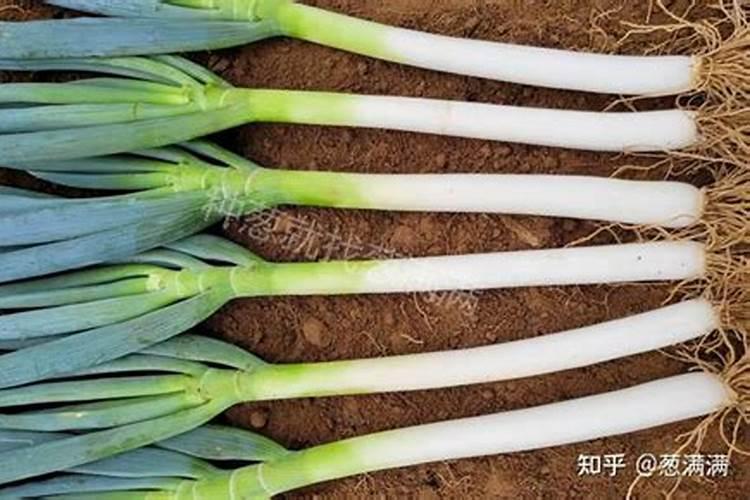 下列物质不可作为钾肥施放于土壤中的是;A氢氧化钾 B硫酸钾 C硝酸钾 D...