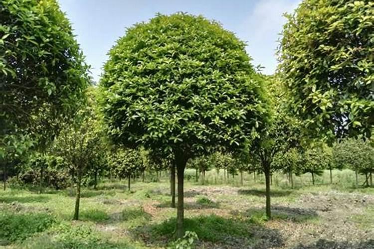 黑豆做肥料的方法,附注意事项