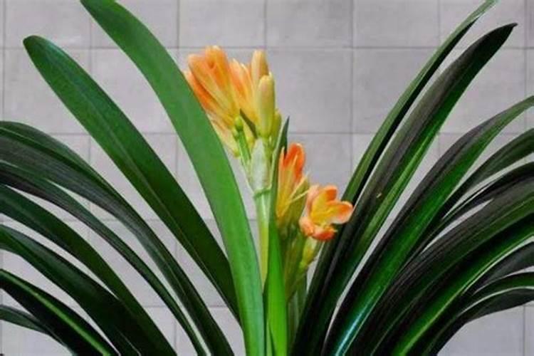 黄皮施什么肥最好