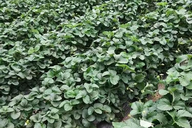 鱼蛋白对作物有哪些作用？