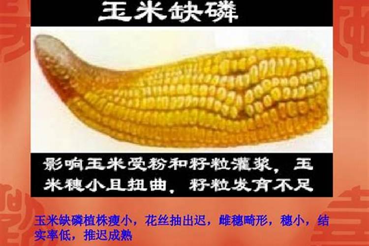 种植辣椒为什么还要喷醋？什么时候对辣椒喷醋能高产呢？
