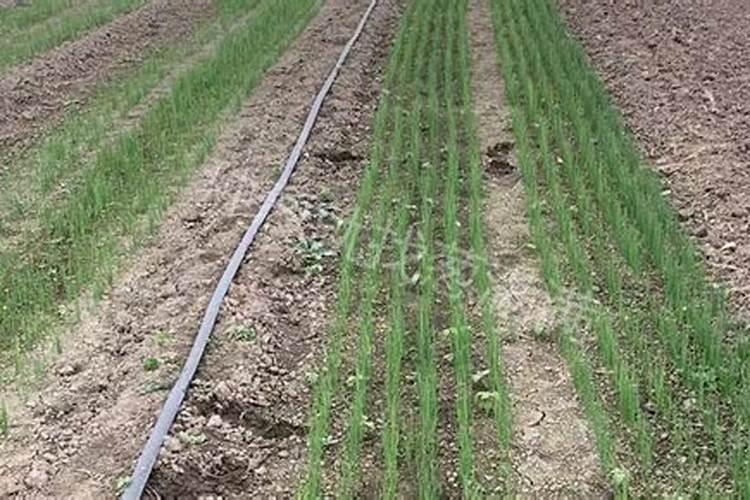 钙镁磷肥料的作用与功效