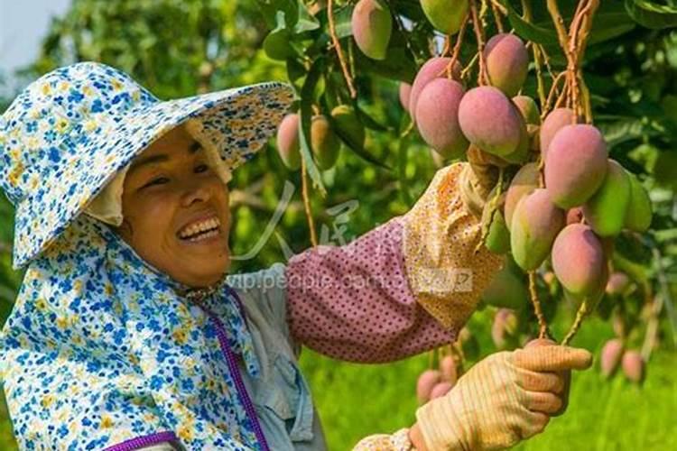 硼砂可以做肥料吗