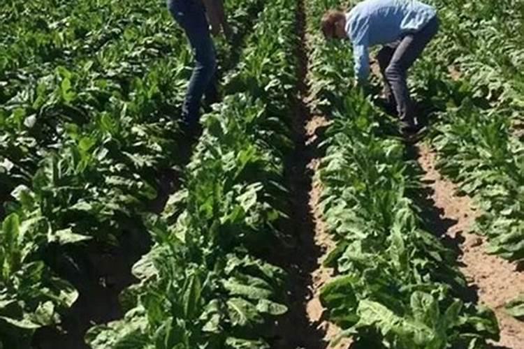 嫁接柑桔树能马上浇水施肥吗？