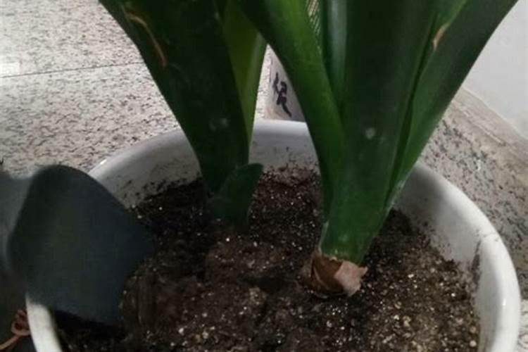 君子兰多久施一次肥 多久施一次肥对君子兰最好？