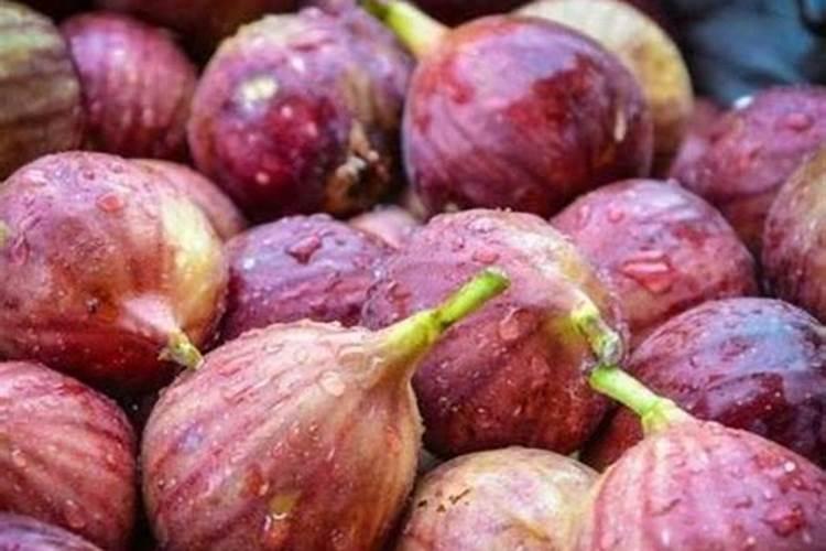 阳台种无花果怎样施肥