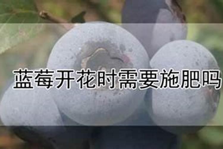 蓝莓开花要施肥吗