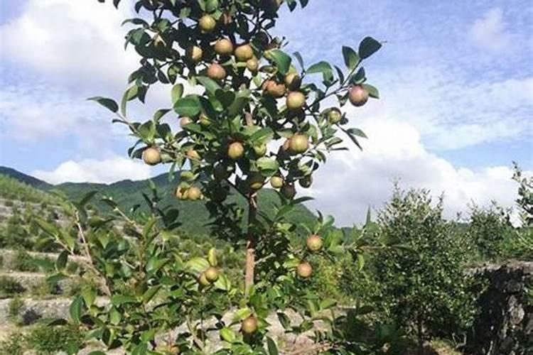 钙肥伤植物的根吗？