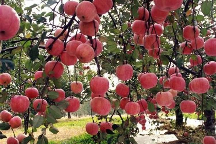 钙肥过量对植物有害吗？